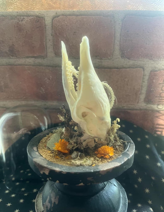 Armadillo and Snake Dome Display