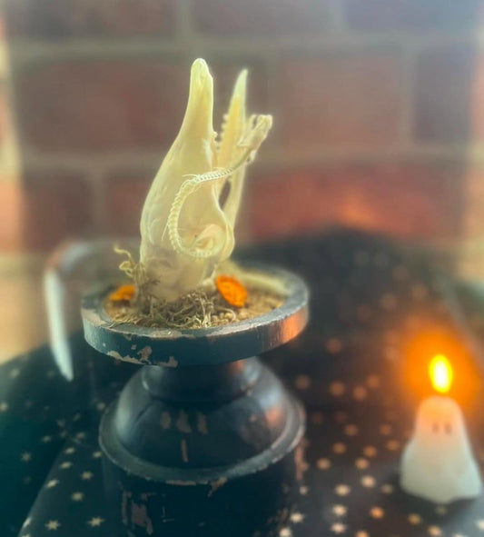 Armadillo and Snake Dome Display