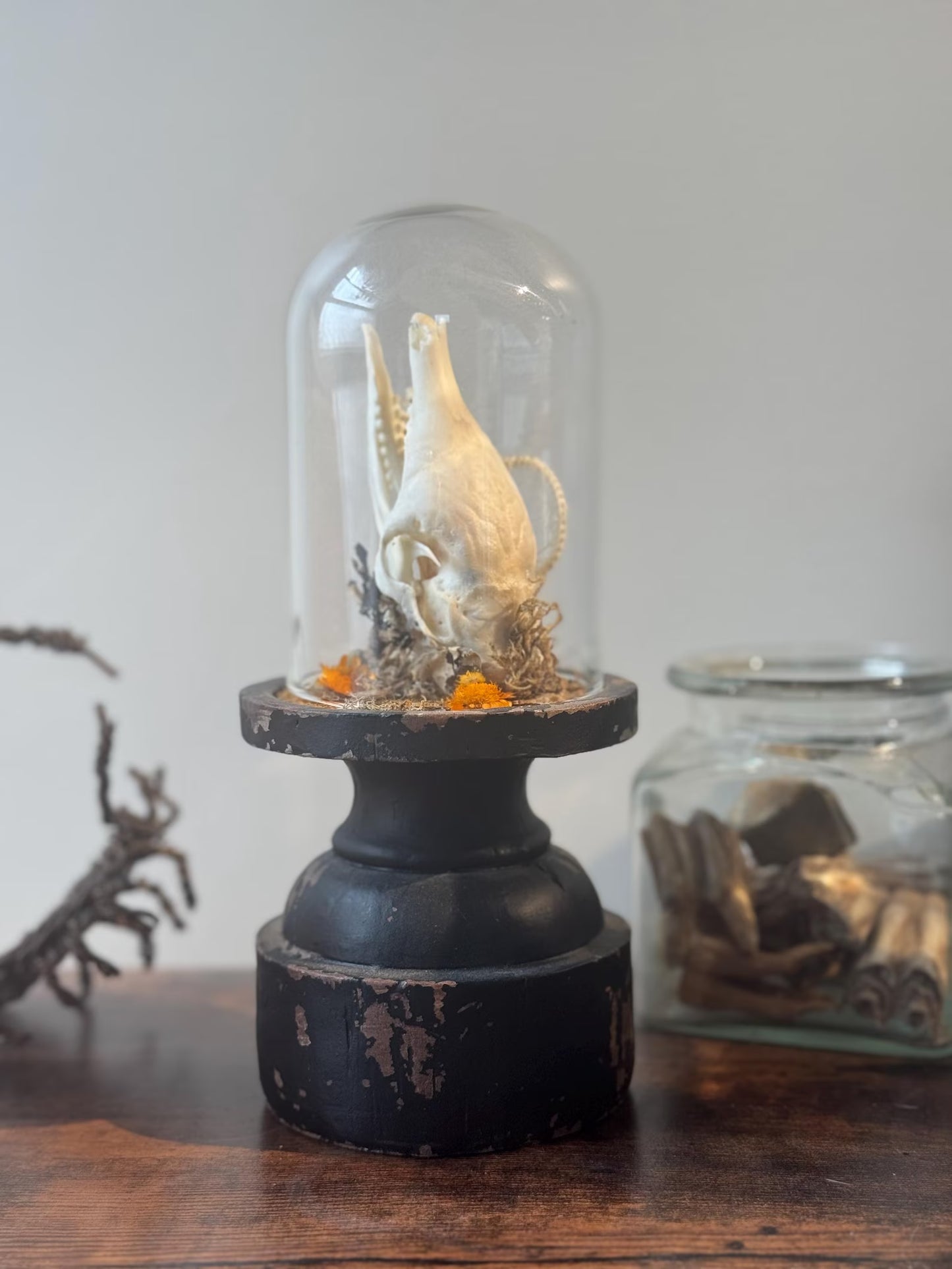 Armadillo and Snake Dome Display