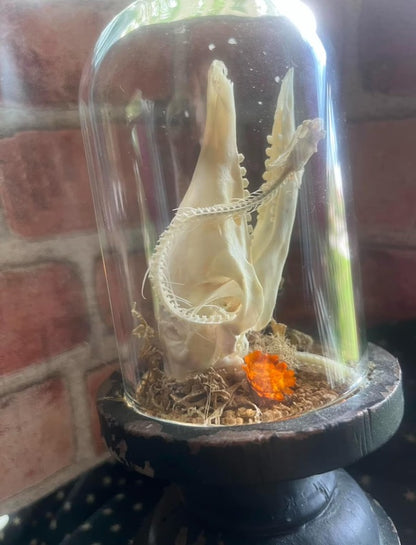 Armadillo and Snake Dome Display